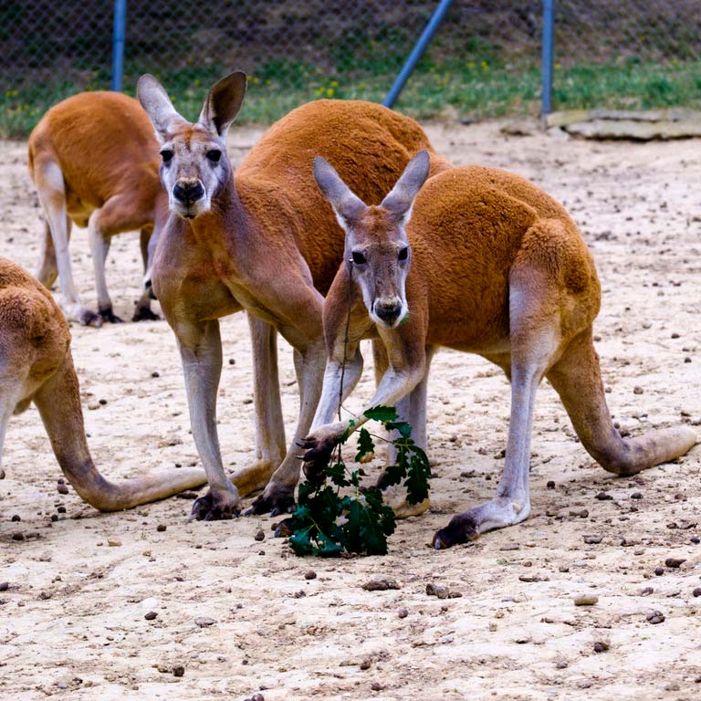 kangourou Parc Australien